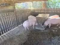 मादा सूअर, सूअर — फ़ोटो 5