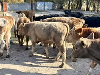 Toro, Swiss cattle — foto 5