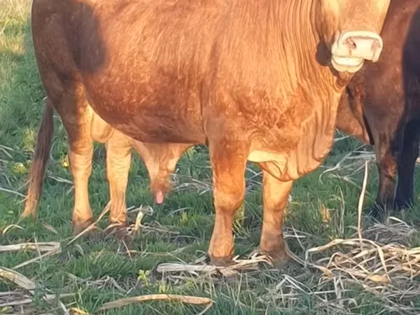 Bull, Bonsmara