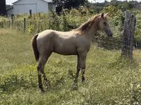 Hengst, Kentucky mountain daddle horse — Foto 7