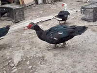 Ducks — الصورة 7