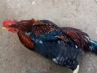 Shamo chickens — photo 5