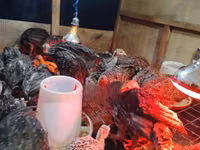 Turkeys — photo 1