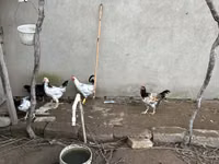 Chickens — foto 3