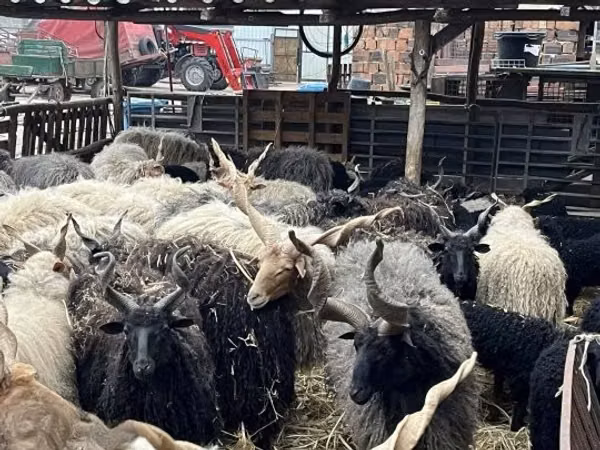 Sheep (batch, sex not specified), Racka sheep