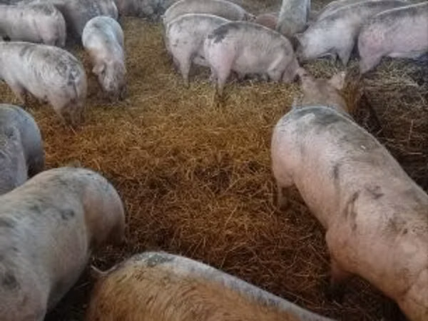 Schweine (Partie, Geschlecht nicht angegeben), Schweine