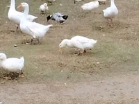 Geese — 照片 1
