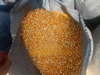 Maize Available for Sale — Foto 2