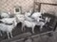 बकरियाँ (लॉट, लिंग निर्दिष्ट नहीं), Saanen goat — फ़ोटो 5