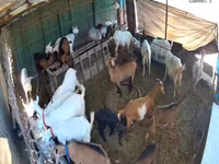 母山羊, Saanen goat — 照片 3
