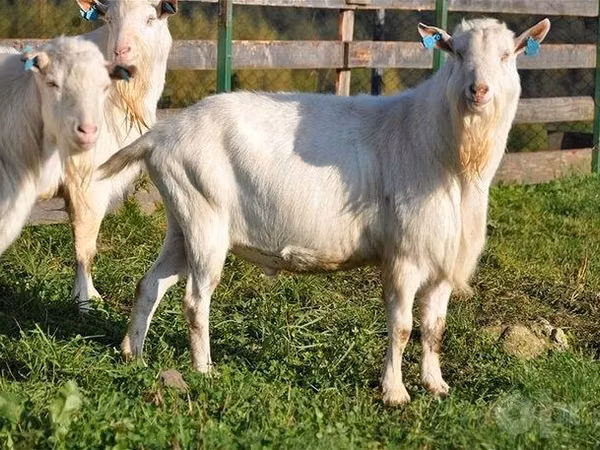 बकरा, Saanen goat