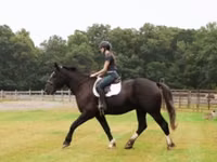घोड़ा, Percheron — फ़ोटो 6
