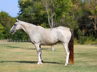 Yegua, Skyros Pony — foto 2