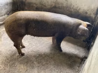 Pigs (batch, sex not specified) — photo 1