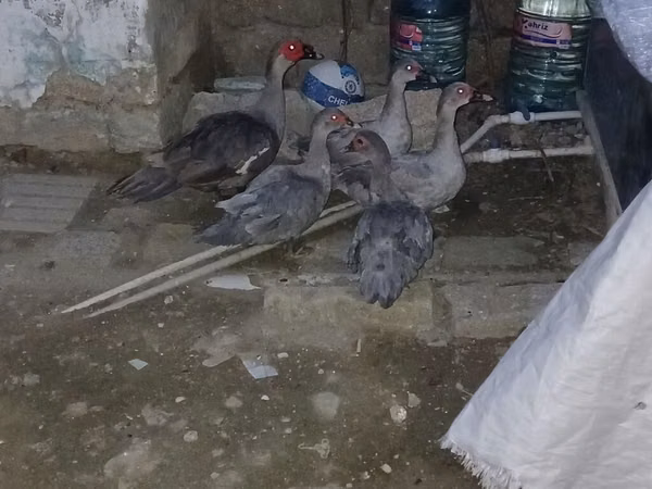 pato criollo doméstico