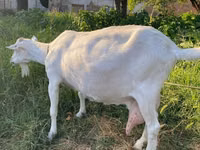 عنزة, Alpine goat — الصورة 3