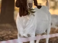 Ziegenbock, Boer goat — Foto 2