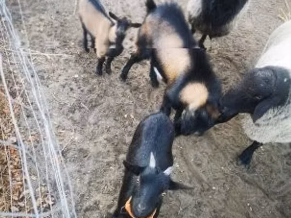 Goat, Goats