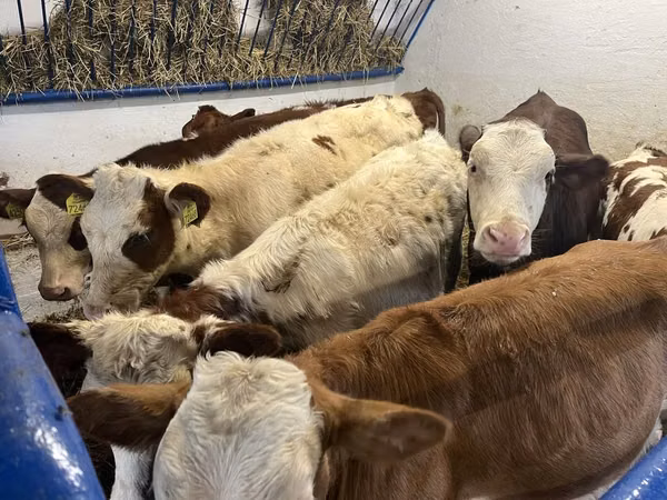 بقرة, Simmental cattle