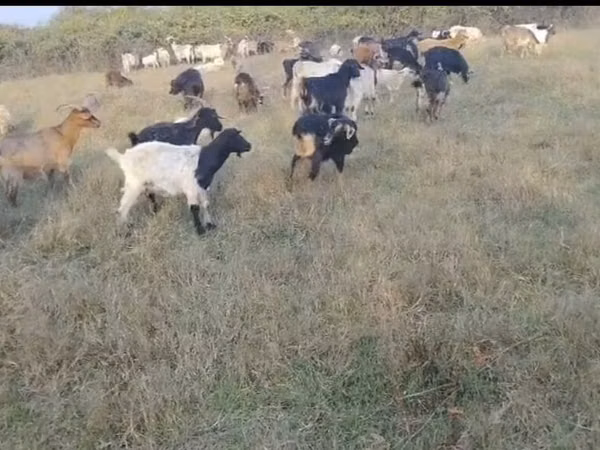 Goat, Goats