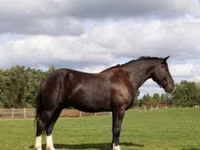 घोड़ा, Percheron — फ़ोटो 1