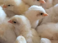 Chickens — Foto 3