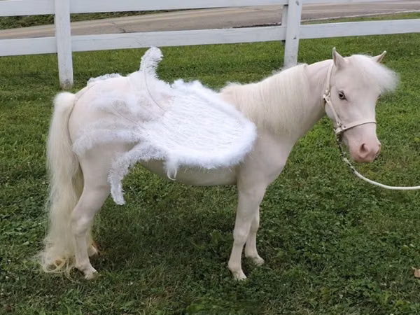 فرس, Miniature horse