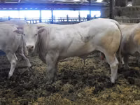 公牛, Blonde d’Aquitane cattle — 照片 5