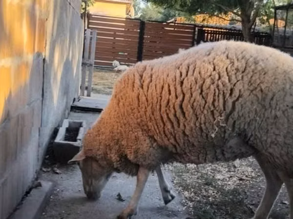 Oveja, Ovejas