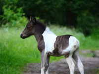 Pferde (Partie, Geschlecht nicht angegeben), Shetland Pony — Foto 5