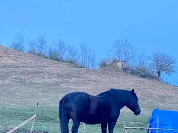 Mare, Kabardian horse