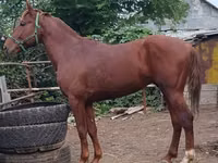 Hengst, Trakehner — Foto 3