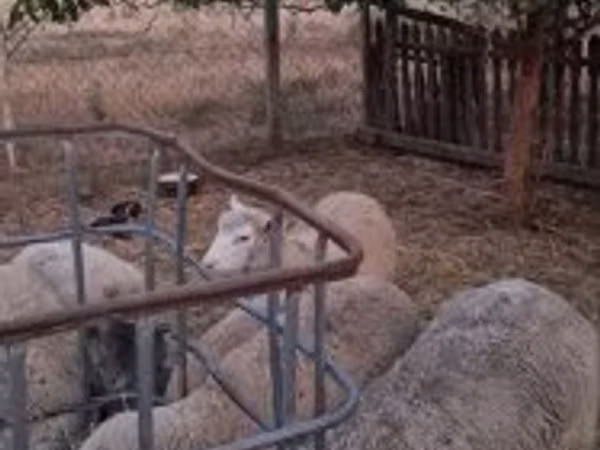 Carnero, Cerry Hill sheep