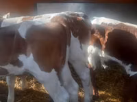 Bulle, Simmental cattle — Foto 2