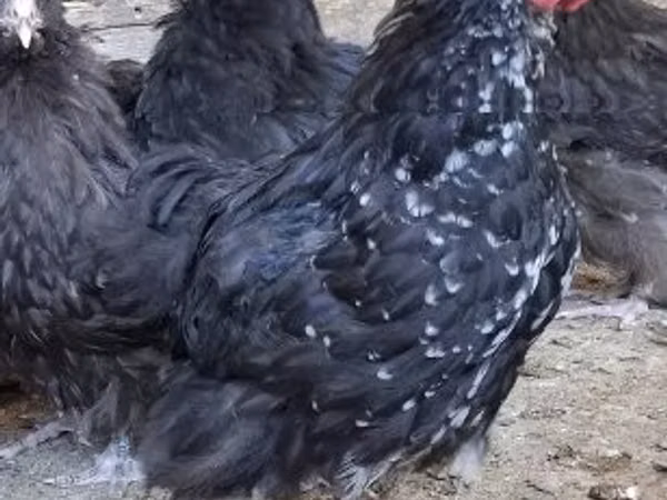 ऑर्पिंग्टन