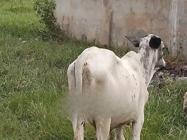 Cow, Cattle