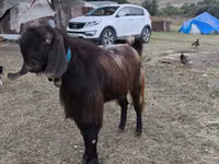 बकरा, बकरियाँ — फ़ोटो 2