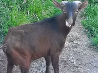 母山羊, Irish goat — 照片 1