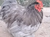 Pekin-Zwerg — Foto 1