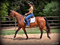 घोड़ी, Standardbred — फ़ोटो 2