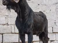 تيس, Anatolian Black goats — الصورة 3