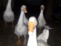 Geese — foto 1