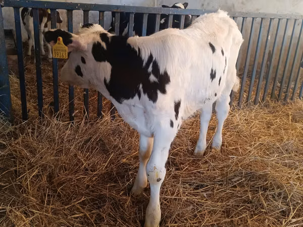 ثور, Russian Black pied cattle