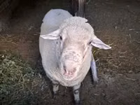 Carnero, Merino sheep — foto 1
