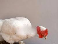 Gallinas Shamo — foto 2