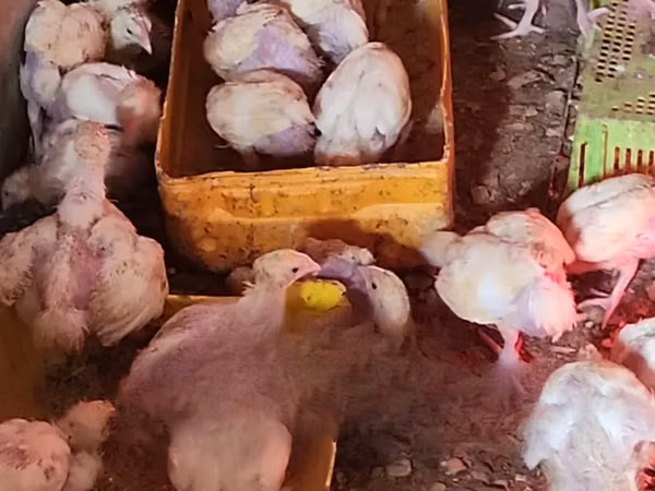 Chickens