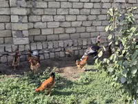 Chickens — फ़ोटो 3