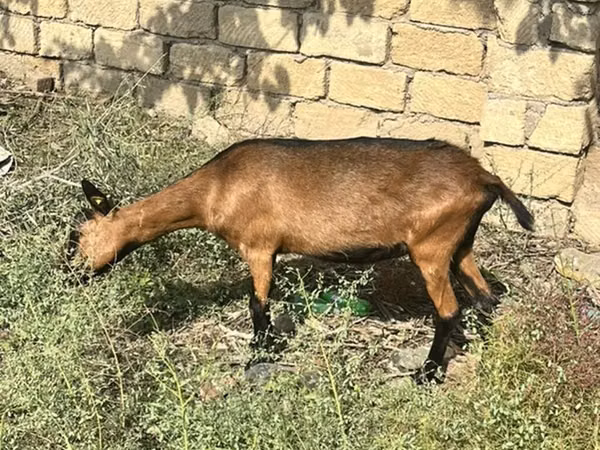 عنزة, Alpine goat