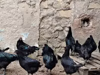 Chickens — photo 6