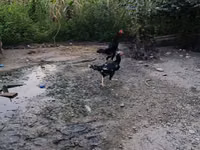 Chickens — फ़ोटो 2